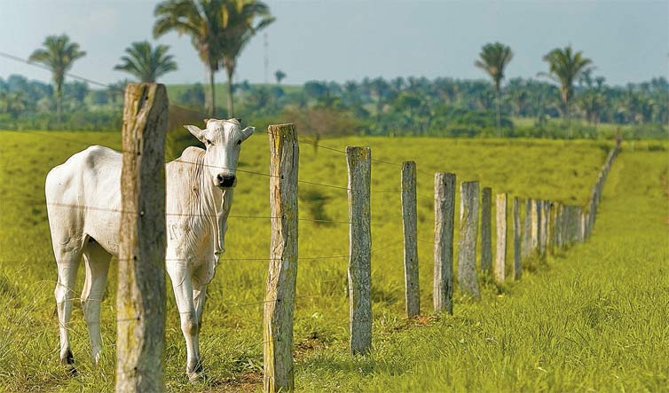 Gado da raa Nelore em fazenda no Tocantins; acordo entre China e Austrlia pode prejudicar exportao
