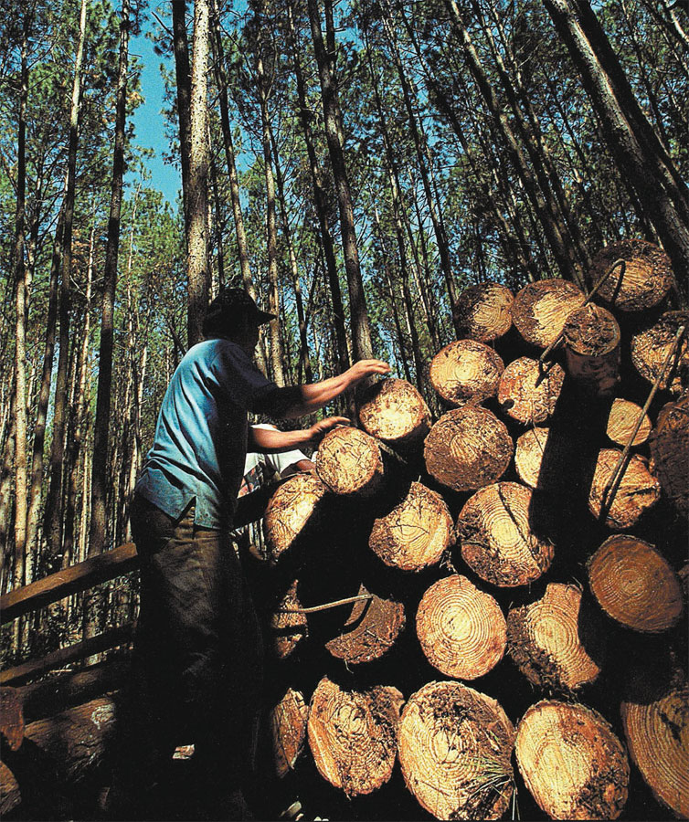 Floresta protegida a cerca de 150 km de Curitiba, que utiliza o corte planejado de rvores