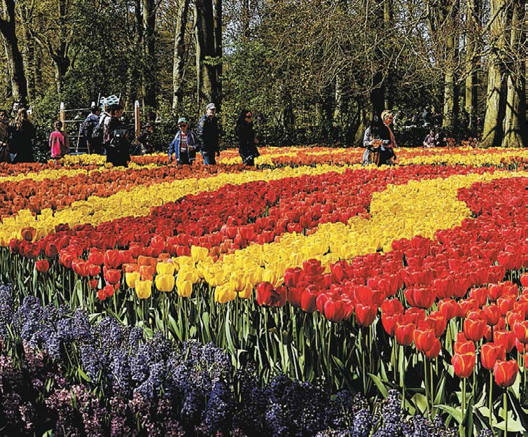A estudante Juliana Meres Costa, 30, clicoua plantao de tulipas do parque Keukenhof, em Lisse, na Holanda;o jardim est fechado e deve reabrir apenas em 2015