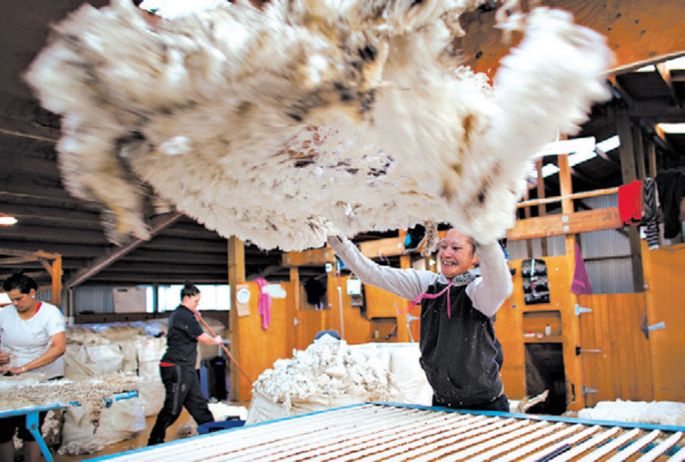 Ovelhas recm-tosquiadas saltam; carne substituiu a l como principal fonte de lucro para ovinocultores da Nova Zelndia nos ltimos anos