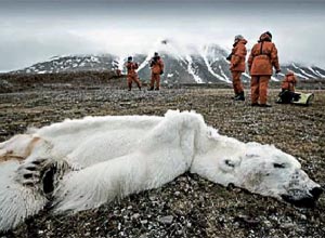 Urso polar morto de fome na Noruega