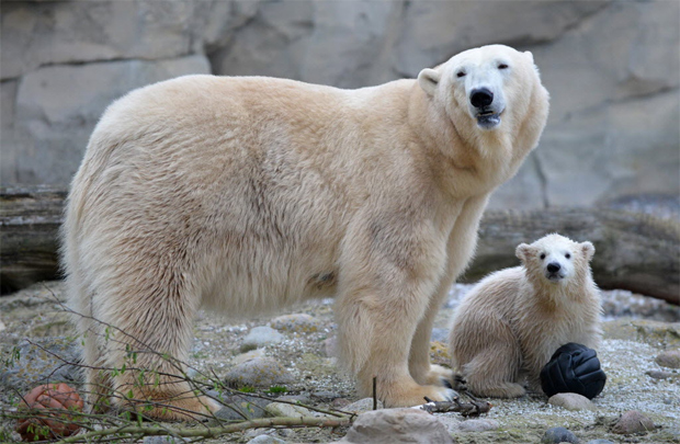 Legenda:Polar bear baby "Lily" sits next to her mother "Valeska" during her first trip to the outside enclosure at the "Zoo am Meer" (zoo at the seaside) in Bremerhaven, northwestern Germany, on April 5, 2016. Lili was born on December 11, 2015 at the zoo. / AFP PHOTO / dpa / Carmen Jaspersen / Germany OUT ORG XMIT: bre202