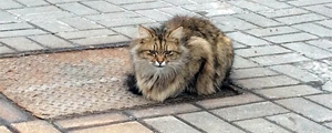 Gatinho que está há a espera de dono, em cima de bueiro, na Rússia – Reprodução/VKontakte