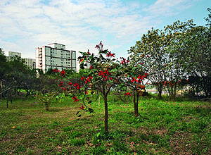 Vista do Parque Ecolgico de Campo-Cerrado Dr. Alfred Usteri, rea de preservao ambiental na zona oeste