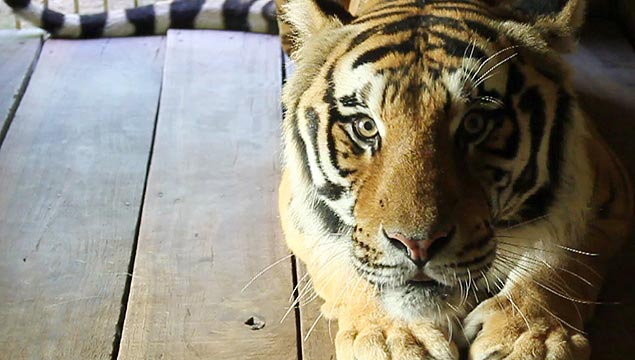O tigre Tom, que foi "resgatado" de Santa Catarina e que ser exposto no Zoolgico de So Paulo a partir de amanh
