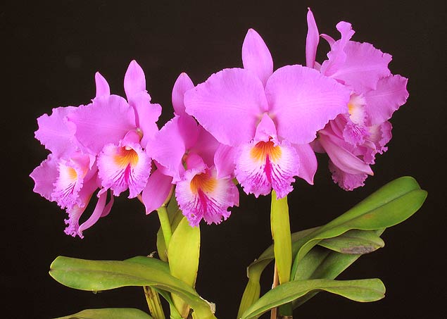 Orquídea da espécie Cattleya labiata tipo 'Batatais' - Orquídeas que estarão expostas em feira na Liberdade
