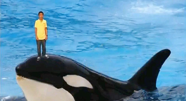Trecho do vídeo em que Nissim Ourfali aparece em cima de uma baleia