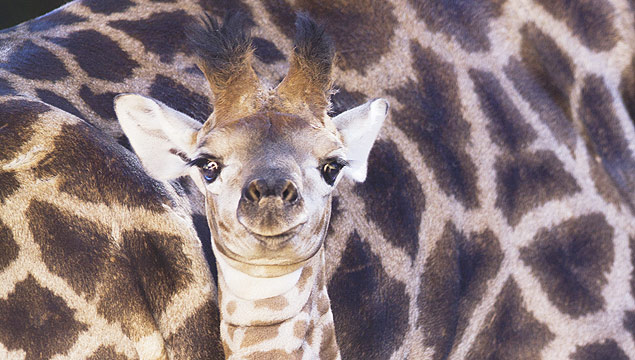Bichos - A nova girafinha do zoo - Sao Paulo, SP, Brasil. Na foto, girafa bebe de apenas 1 mes de idade. (Foto: Petala Lopes/ Folhapress, REVISTA)