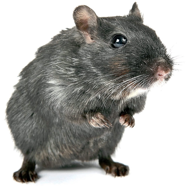 O caro vive no organimos de ratos silvestres