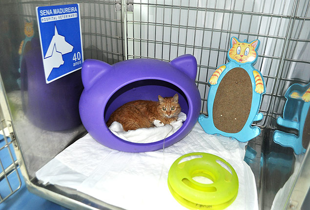 Gaiola com casa em forma de gato na UTI para felinos no hospital veterinrio Sena Madureira