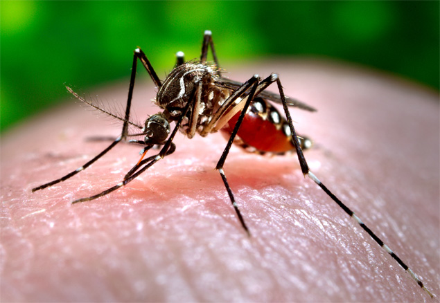 El virus zika es transmitido por el mosquito Aedes aegypti y causara microcefalia.