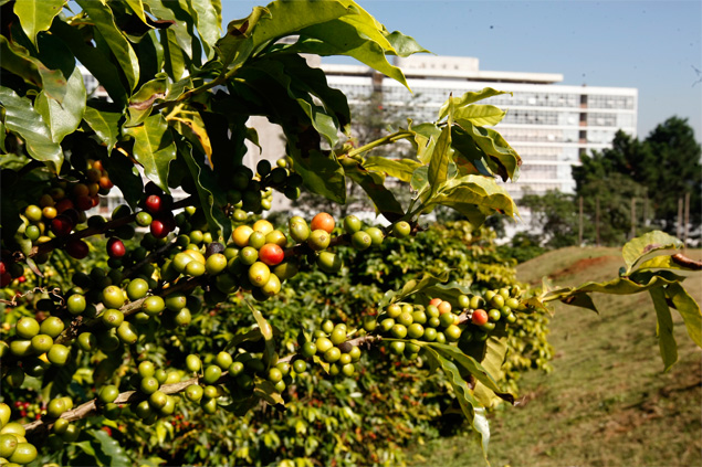 Prximo  avenida Paulista, plantao abriga mais de mil ps de caf