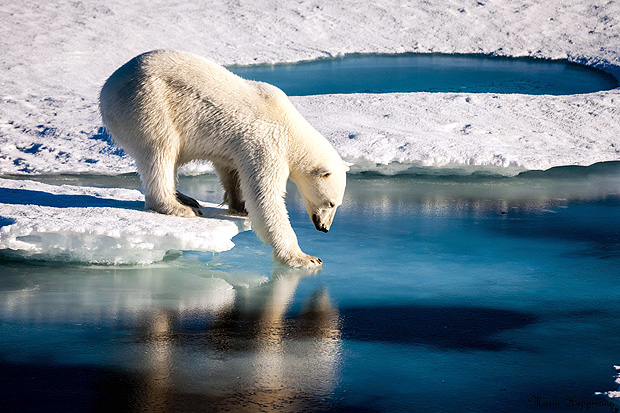 Urso polar na regio do rtico