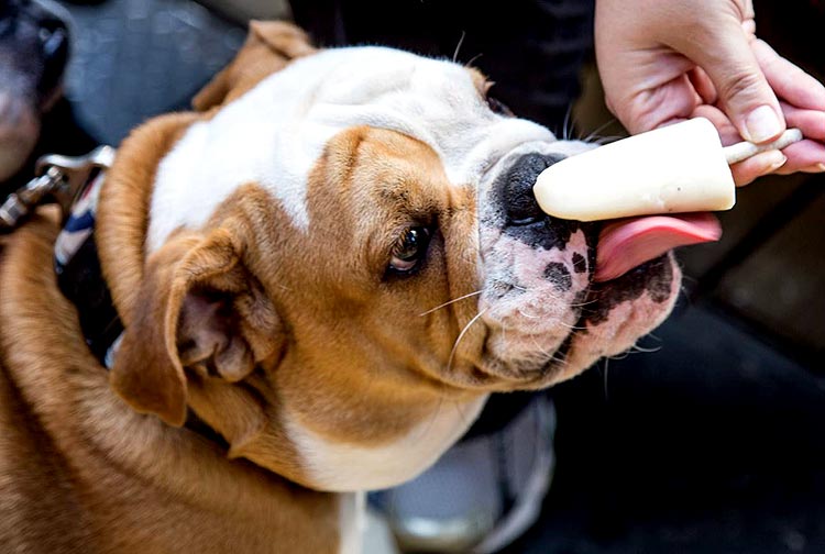 Picol para cachorros da sorveteria Le Botteghe di Leonardo