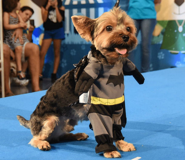 O cãozinho fantasiado de Batman em concurso de fantasias caninas do shopping Pátio Higienópolis