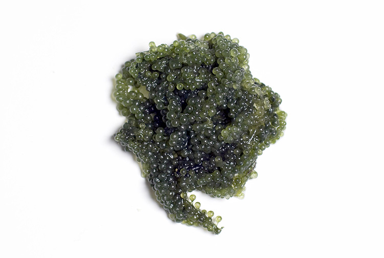 ORG XMIT: 395801_1.tif Gastronomia: Umibudo. Formada por delicados e pequenos bagos, conhecida como uva -do -mar. Na boca, as bolinhas 