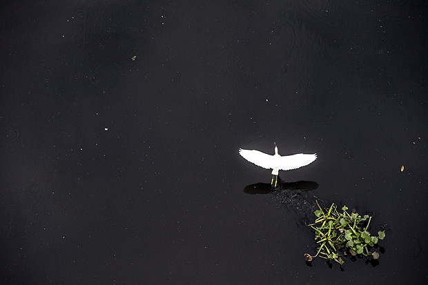 Pássaro sobrevoa as águas do rio Pinheiros, em São Paulo