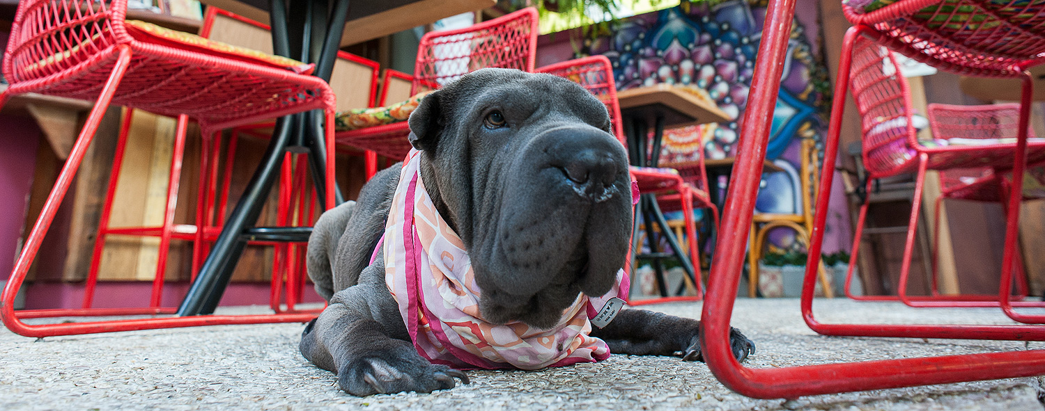 Dez restaurantes e bares imperdíveis para ir com seus cachorros