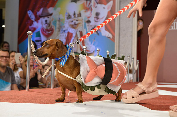 Cachorro vestido de comida japonesa desfila no evento do ano passado