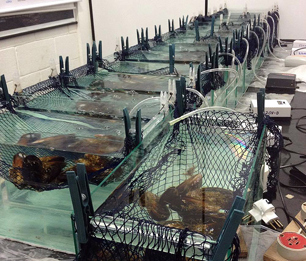 Laboratrio com mexilhes mergulhados em aqurios com cocana e frmacos