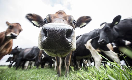 Tranquilas e carinhosas, as vacas ficam soltas no pasto da fazenda da Leitíssimo, em Jaborandi, na Bahia 