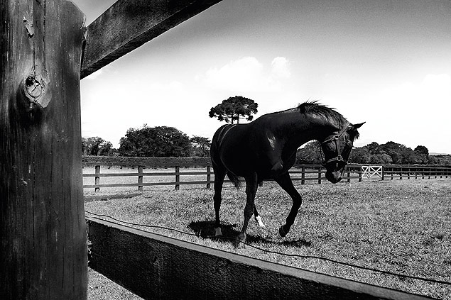 Cavalo Glria de Campeo hoje vive no Haras Estrela Energia, em Tijucas do Sul (PR), e  um dos reprodutores mais bem pagos do mundo 