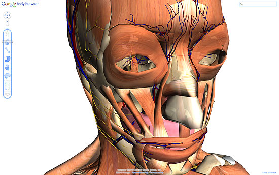Body Browser (bodybrowser.googlelabs.com), site experimental do Google que permite explorar modelo tridimensional do corpo humano