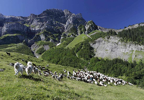 Ovelhas e cães pastores em Les Diablerets (Suíça), onde dispositivo faz caprinos enviarem SMS automático