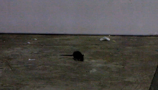 Ratos aparecem na Campus Party durante a madrugada; organizao est ciente