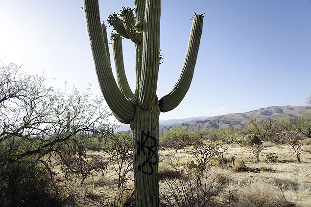 Além de pintura em spray, os vândalos no Parque Nacional dos Saguaros, no Arizona, cortaram um cacto e uma árvore