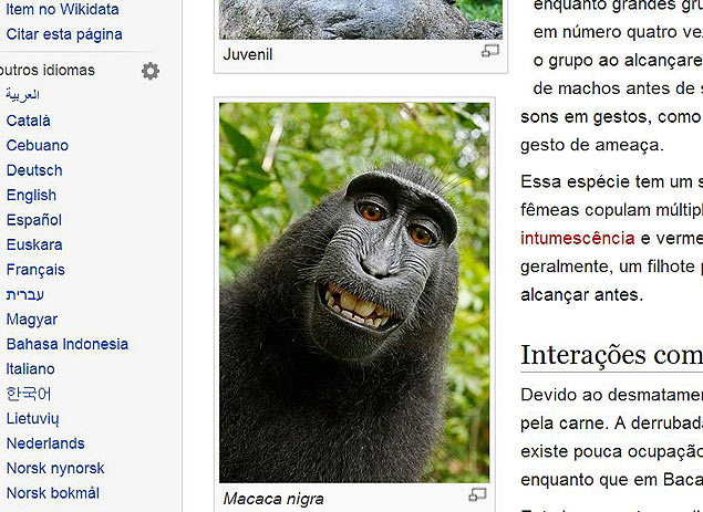 Macaca nigra fez "selfie"; imagem  hospedada na Wikipdia
