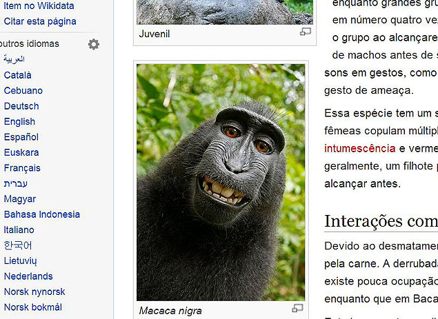 Macaca nigra fez 