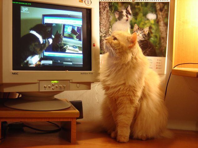 Imagem do site "The Infinite Cat Project", que figura na exposio "Como os gatos dominaram a internet"