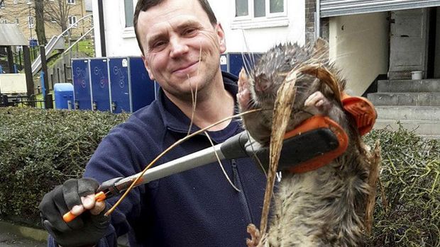 Especialistas mostram verdade sobre roedor 'gigante' em foto que viralizou nas redes sociais 