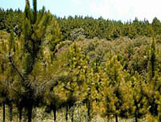 Bracatingais circundados por plantaes de pinus, em Porto Unio(SC)