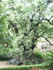 rvore de 140 anos da espcie omb, tpica dos pampas argentinos