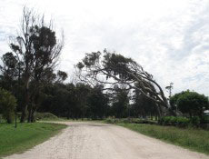 Árvore torta pelo vento no parque Camet