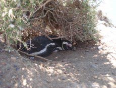 Pinguin dormindo quietinho sob arbusto
