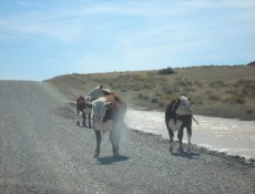 Animais na estrada de rpio durante percurso