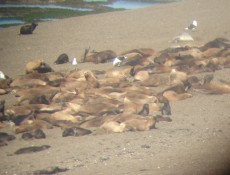 Diversos animais descansando na praia de Punta Norte, na pennsula Valds
