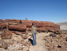 Monumento natural: rvore araucria petrificada h 150 milhes de anos