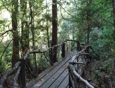 Sendero de Los Espíritos é um caminho suspenso na mata, no território Mapuche