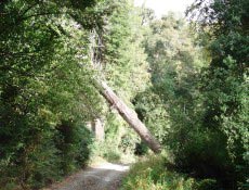 Árvore caída sobre a estrada da reserva Huilo Huilo, nas terras chilenas