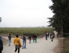 Estudantes americanos visitando o vinhedo de Concha y Toro, em Santiago, no Chile