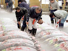 Em Tquio, compradores de atum inspecionam os peixes antes do leilo, que acontece s 5h