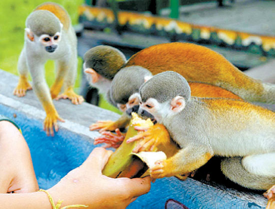 Ameaçado de extinção, macaco-de-cheiro foi batizado assim por espalhar urina nos pés e nas mãos para, por meio do cheiro do líquido, se comunicar com os companheiros e manter o bando