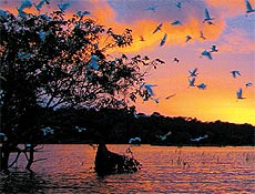 Garas sobrevoam lagoa em brao do rio Preto da Eva, a leste de Manaus 