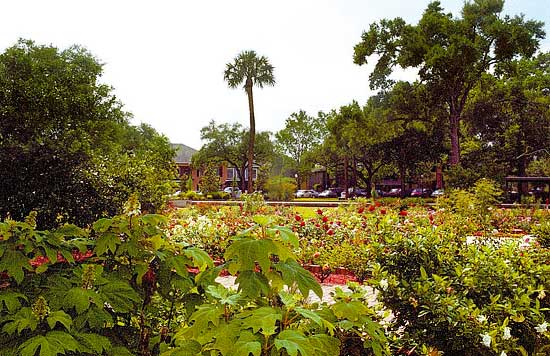 Detalhe das roseiras que ficam diante do trilho do trem em Winter Park, nos arredores de Orlando, Flrida