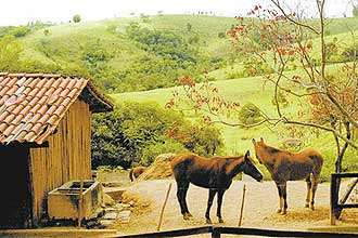 Cavalos usados em aulas de hipismo no spa Sete Voltas