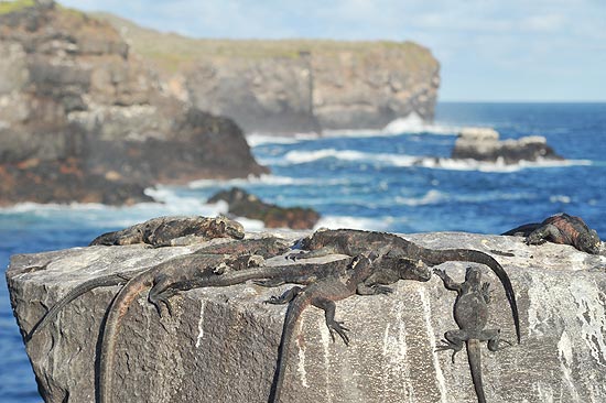 Iguanas sobre pedra no arquipélago de Galápagos, que conta com 19 ilhas e 40 ilhotas